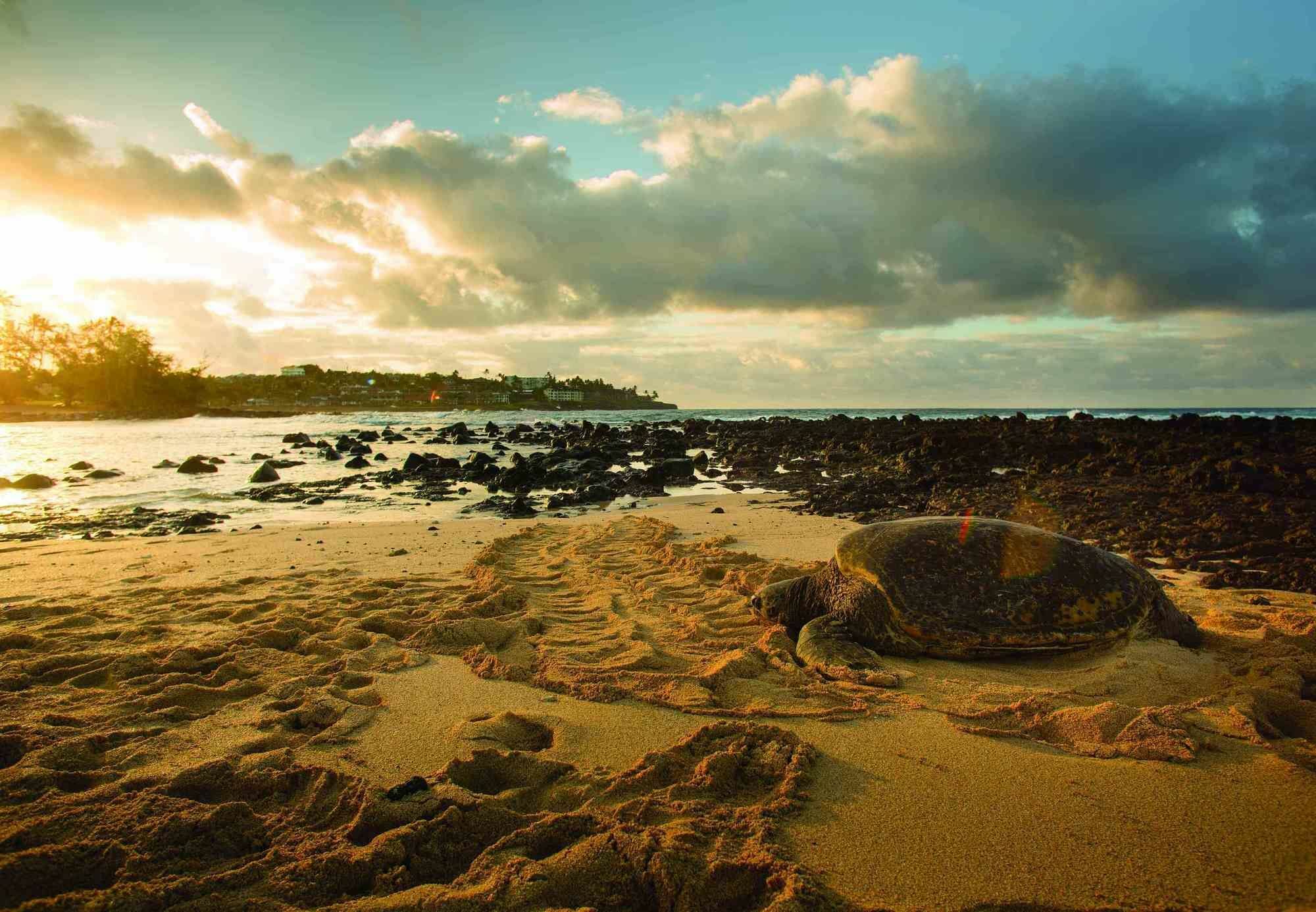 Marriott'S Waiohai Beach Club Koloa Εξωτερικό φωτογραφία
